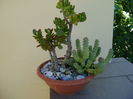 Crassula ovata & Crassula marnieriana