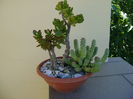 Crassula ovata & Crassula marnieriana