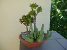 Crassula ovata & Crassula marnieriana