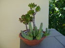 Crassula ovata & Crassula marnieriana