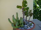 Crassula ovata & Crassula marnieriana