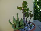 Crassula ovata & Crassula marnieriana