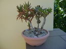 Kalanchoe orgyalis & Kalanchoe hb. ''Elk antlers''