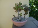 Kalanchoe orgyalis & Kalanchoe hb. ''Elk antlers''