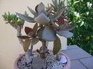 Kalanchoe orgyalis & Kalanchoe hb. ''Elk antlers''