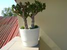 Crassula ovata hobbit