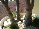 Crassula ovata hobbit, detaliu