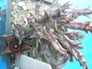 Orbea paradoxa ssp. woodii - 23.09