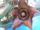 Orbea paradoxa ssp. woodii - floare