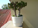 Crassula ovata hobbit