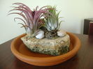 Tillandsia ionantha & Tillandsia ionantha rubra