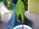 Talinum paniculatum