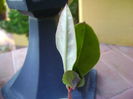 Talinum paniculatum