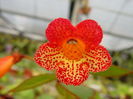 Kohleria_eriantha