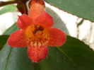 Kohleria_eriantha_'Wooly-flowered_tree_gloxinia'_(Gesneriaceae)_flower_1