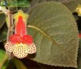 Kohleria bogotensis2