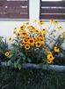 rudbechia