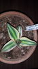 Agave quadricolor