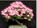 Albizia Julibrissin Bonsai 1,5 ron/buc