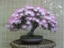 Albizia Julibrissin Bonsai 1,5 ron/buc