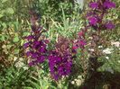 Lobelia x speciosa Hadspen Purple
