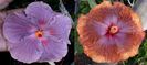 Hibiscus Tahitian Lavander Eyelashes & Tahitian Sophistication-VANDUT