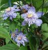 clematis Blue Light