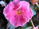 arletta pink