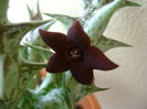 Orbea decaisneana hb.