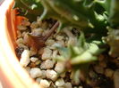 Huernia histrix sp.nova, boboc