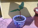 Talinum paniculatum