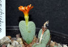 Conophytum albescenss