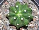 Echinopsis denudatum