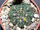 Gymnocalycium andreae