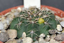 Gymnocalycium andreae