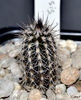 Setiechinopsis mirabilis