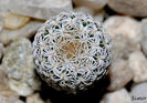 Turbinicarpus krainzianus v. lausseri