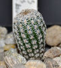 turbinicarpus-krainzianus v. lausseri