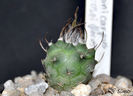 Turbinicarpus roseiflorus