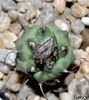 turbinicarpus roseiflorus
