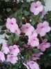 Peach Blossom