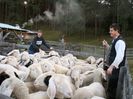 Oitele Bergschaf in ocol-g66
