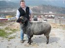 Tiroler Steinschaf - g655