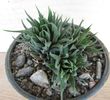 Haworthia angustifolia v. albanensis