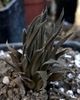 Haworthia angustifolia