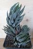 Haworthia cv. Superfasciata