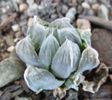 Haworthia cymbiformis v. obtusa