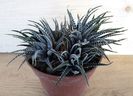 Haworthia fasciata