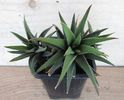 Haworthia glabrata