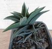 Haworthia glabrata